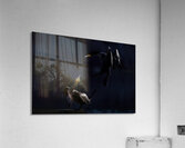 Double Cormorant Acrylic Print