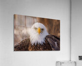 Bald Eagle Portrait Acrylic Print