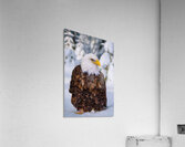 Bald Eagle Winter Acrylic Print