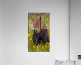 Black Bear Cub Acrylic Print