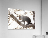 Black Bear Cub 2 Acrylic Print