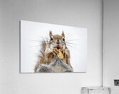 Red Squirrel Acrylic Print