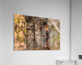 Black Bear Cub 3 Acrylic Print
