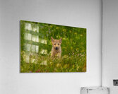 Wolf Pup Acrylic Print