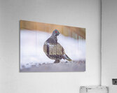 Spruce Grouse Acrylic Print