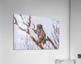 GGO 14 Acrylic Print