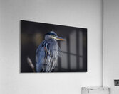 Blue Heron Acrylic Print