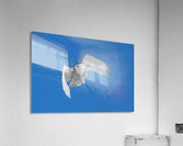 Snowy Owl Acrylic Print