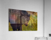 Black Bear Acrylic Print
