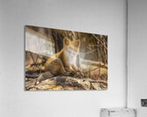 Cute Fox Kit Acrylic Print