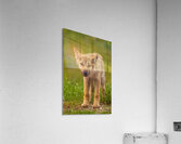Wolf Pup 2 Acrylic Print