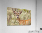 Buck 2 Acrylic Print