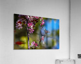 Indigo Acrylic Print