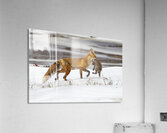 Baby Fox Story Acrylic Print