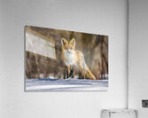 Red Fox Mother Acrylic Print
