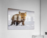 Braveheart Acrylic Print