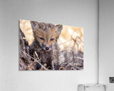 Braveheart 2 Acrylic Print