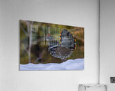 Spruce Grouse 2 Acrylic Print