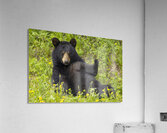 Black Bear Relax  Acrylic Print
