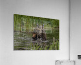 Moose Calf and Mom Acrylic Print