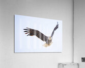 Bald Eagle Acrylic Print