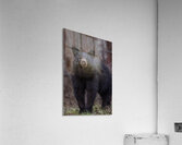 Big Bear Acrylic Print