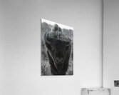 Bison BW 2 Acrylic Print