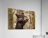 Cute Bear Cub Acrylic Print