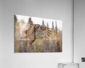 GGO 20 Acrylic Print