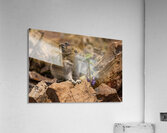Cute Pika Acrylic Print