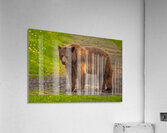 Black Bear 2 Acrylic Print