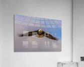 Bald Eagle 2 Acrylic Print