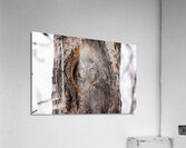 Screech Owl Acrylic Print