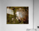 Saw Whet Owl 2 Acrylic Print