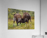 Bison Fight Acrylic Print
