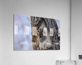 Screech Acrylic Print