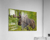 Big Boy Acrylic Print