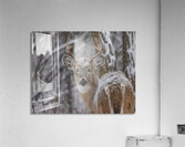 Deer Winter Love Acrylic Print
