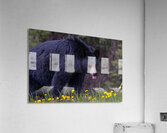 Black Bear 2 Acrylic Print