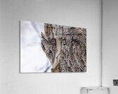 Screech 3 Acrylic Print