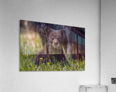 Black Bear Cub 4 Acrylic Print