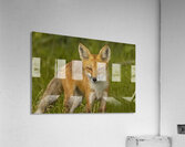 Red Fox Acrylic Print