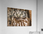 Boreal 2 Acrylic Print