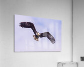 Bald Eagle 3 Acrylic Print