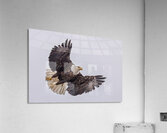 Bald Eagle 4 Acrylic Print