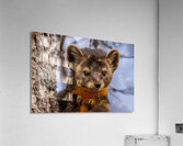 Pine Marten Portrait Acrylic Print