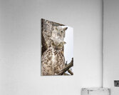 GHO Double Acrylic Print