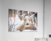 Buck under the Snow Acrylic Print