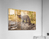 Pine Marten 2 Acrylic Print