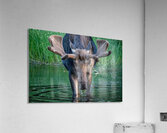 Big Boy 2 Acrylic Print